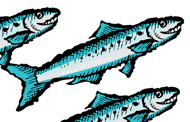 Zingerman's Illustration of three blue sardines