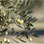 @omedoil olive branch