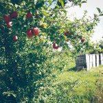 Introducing JK’s Farmhouse Ciders Snapinsta.app_18095039_667064213481782_6085921254877954048_n_1080