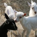 capriole-goats