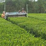 Introducing The Great Mississippi Tea Company @greatmsteaco-tea-harvest