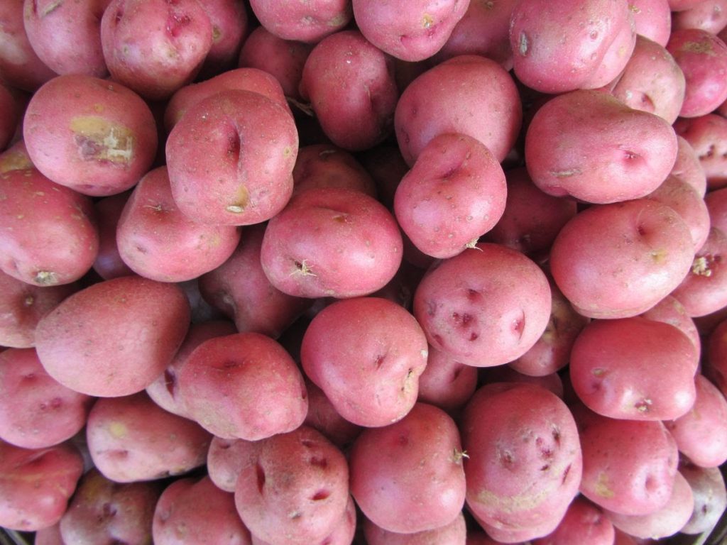 A photo of a pile of new red potatoes.