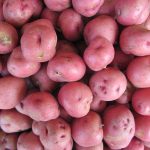 New Potato Season Is Here! A photo of a pile of new red potatoes.
